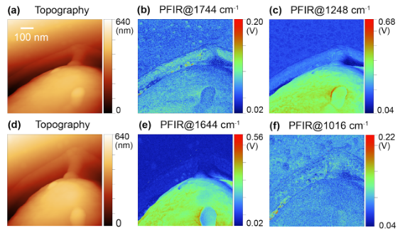 Dual-color PFIR images of E. coli cell surface